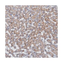 MYO16, Rabbit, Polyclonal Antibody, Abnova 100&mu;L; Unlabeled:Antibodies,