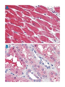 S1PR3 Rabbit anti-Human, Polyclonal Antibody, Abnova 50&mu;g; Unlabeled:Antibodies,