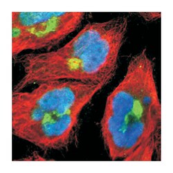 BEGAIN, Rabbit, Polyclonal Antibody, Abnova 100&mu;L; Unlabeled:Antibodies,