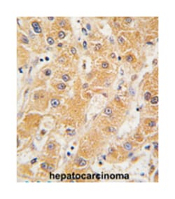 APOA5 Rabbit anti-Human, Polyclonal Antibody, Abnova 400&mu;L; Unlabeled:Antibodies,