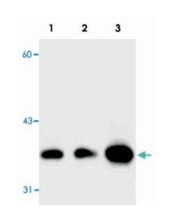GAPDH Rabbit anti-Human, Mouse, Rat, Polyclonal Antibody, Abnova 100&mu;g;