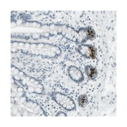 C1orf128, Rabbit, Polyclonal Antibody, Abnova 100 &mu;L | Buy Online | Abnova Corporation | Fisher Scientific