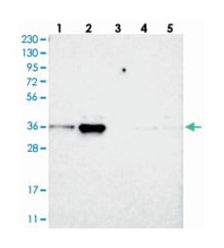 TOR1B Rabbit anti-Human, Mouse, Rat, Polyclonal Antibody, Abnova 100 &mu;L | Buy Online | Abnova Corporation | Fisher Scientific