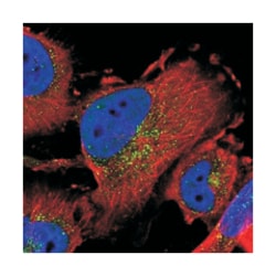 SEC24C Rabbit anti-Human, Polyclonal Antibody, Abnova 100&mu;L; Unlabeled:Antibodies,
