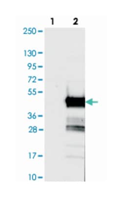 C16orf48 Rabbit anti-Human, Polyclonal Antibody, Abnova 100 &mu;L | Buy Online | Abnova Corporation | Fisher Scientific