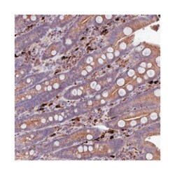 ARHGEF18, Rabbit, Polyclonal Antibody, Abnova 100&mu;L; Unlabeled:Antibodies,