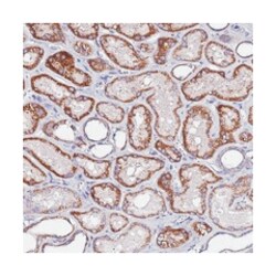COX14, Rabbit, Polyclonal Antibody, Abnova 100 &mu;L | Buy Online | Abnova Corporation | Fisher Scientific
