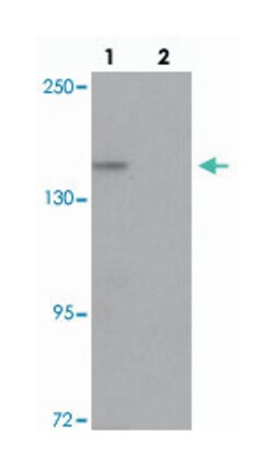 L1TD1 Rabbit anti-Human, Polyclonal Antibody, Abnova 100&mu;g; Unlabeled:Antibodies,