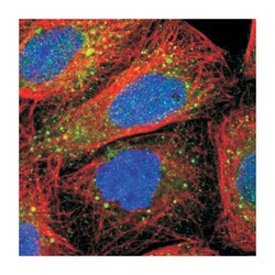 OSBPL8, Rabbit, Polyclonal Antibody, Abnova 100 &mu;L | Buy Online | Abnova Corporation | Fisher Scientific