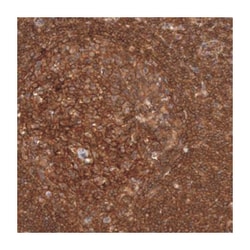 STX4, Rabbit, Polyclonal Antibody, Abnova 100 &mu;L | Buy Online | Abnova Corporation | Fisher Scientific