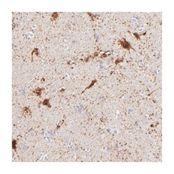 AURKA Rabbit anti-Human, Polyclonal Antibody, Abnova 100&mu;L; Unlabeled:Antibodies,