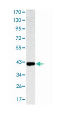 KLRD1, Mouse, Clone: 1H1, Abnova 100&mu;L; Unlabeled:Antibodies, Monoclonal