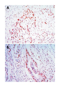 CDC27, Mouse, Clone: 5C12, Abnova 100&mu;L; Unlabeled:Antibodies, Monoclonal