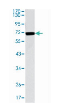 CDC27, Mouse, Clone: 5C12, Abnova 100&mu;L; Unlabeled:Antibodies, Monoclonal