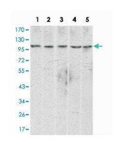 CDH2, Mouse, Clone: 5D5, Abnova 100&mu;L; Unlabeled:Antibodies, Monoclonal