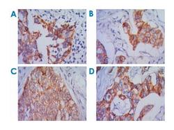 CDH2, Mouse, Clone: 5D5, Abnova 100&mu;L; Unlabeled:Antibodies, Monoclonal