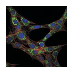 EEF2, Mouse, Clone: 5B6, Abnova 100&mu;L; Unlabeled:Antibodies, Monoclonal