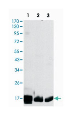 COX4I1, Mouse, Clone: 6B3, Abnova 100&mu;L; Unlabeled:Antibodies, Monoclonal