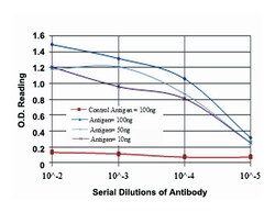 CRKL, Mouse, Clone: 5E12, Abnova 100&mu;L; Unlabeled:Antibodies, Monoclonal