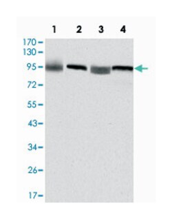 EEF2, Mouse, Clone: 5B6, Abnova 100&mu;L; Unlabeled:Antibodies, Monoclonal