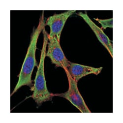 FGG, Mouse, Clone: 5A6, Abnova 100&mu;L; Unlabeled:Antibodies, Monoclonal
