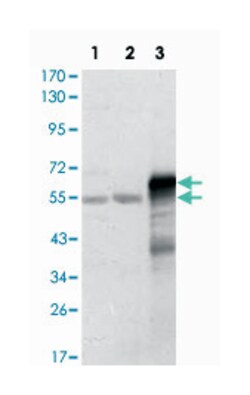 ETS1, Mouse, Clone: 10D2, Abnova 100&mu;L; Unlabeled:Antibodies, Monoclonal