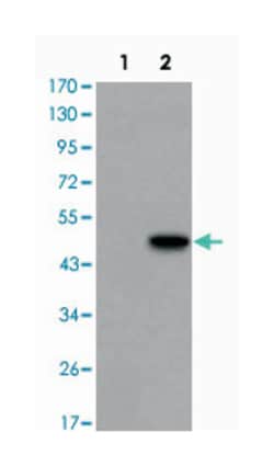GCG, Mouse, Clone: 2F9, Abnova 100&mu;L; Unlabeled:Antibodies, Monoclonal