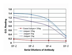 GRIA3, Mouse, Clone: 1D2, Abnova 100&mu;L; Unlabeled:Antibodies, Monoclonal