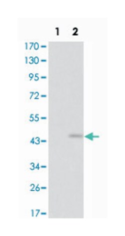 GRIA3, Mouse, Clone: 1D2, Abnova 100&mu;L; Unlabeled:Antibodies, Monoclonal