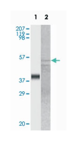 GSK3A Mouse anti-Human, Clone: 6G2F1, Abnova 100&mu;L; Unlabeled:Antibodies,