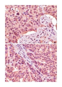 GSK3A Mouse anti-Human, Clone: 6G2F1, Abnova 100&mu;L; Unlabeled:Antibodies,