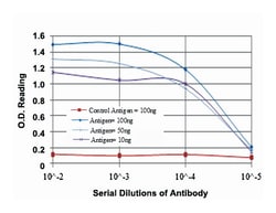 GYS1, Mouse, Clone: 3A7, Abnova 100&mu;L; Unlabeled:Antibodies, Monoclonal