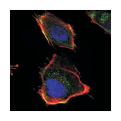 HAS1, Mouse, Clone: 3E10, Abnova 100&mu;L; Unlabeled:Antibodies, Monoclonal