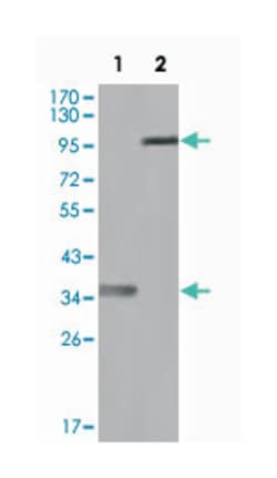 HCK, Mouse, Clone: 3D12E10, Abnova 100&mu;L; Unlabeled:Antibodies, Monoclonal