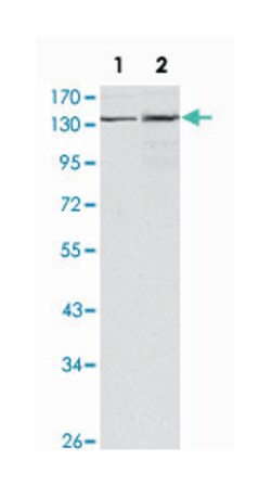 JMJD1A, Mouse, Clone: 1E12, Abnova 100&mu;L; Unlabeled:Antibodies, Monoclonal