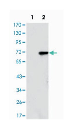 JMJD2A, Mouse, Clone: 5H1, Abnova 100&mu;L; Unlabeled:Anticuerpos