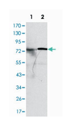 KIF22, Mouse, Clone: 5F3, Abnova 100&mu;L; Unlabeled:Antibodies, Monoclonal
