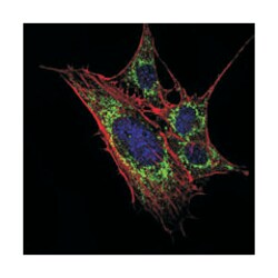 KLHL11, Mouse, Clone: 1B9A8, Abnova 100&mu;L; Unlabeled:Antibodies, Monoclonal