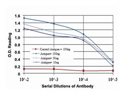 KIF22, Mouse, Clone: 5F3, Abnova 100&mu;L; Unlabeled:Antibodies, Monoclonal