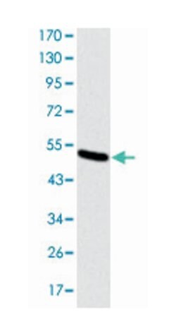 KIF22, Mouse, Clone: 5F3, Abnova 100&mu;L; Unlabeled:Antibodies, Monoclonal