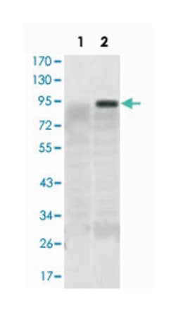 KLF4, Mouse, Clone: 1E6, Abnova 100μL; Unlabeled:Antibodies, Monoclonal