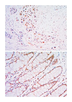 KLF4, Mouse, Clone: 1E5, Abnova 100&mu;L; Unlabeled:Antibodies, Monoclonal