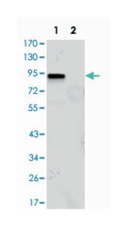 KLF4, Mouse, Clone: 1E5, Abnova 100&mu;L; Unlabeled:Antibodies, Monoclonal
