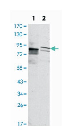 KLHL11, Mouse, Clone: 1B9A8, Abnova 100&mu;L; Unlabeled:Antibodies, Monoclonal