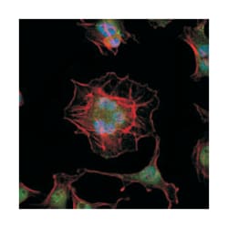 LHX2, Mouse, Clone: 6G2, Abnova 100&mu;L; Unlabeled:Antibodies, Monoclonal