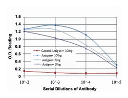 MAPK6, Mouse, Clone: 4E8, Abnova 100&mu;L; Unlabeled:Antibodies, Monoclonal