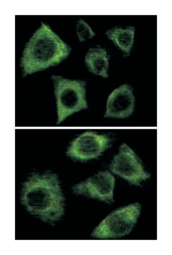 KRT5, Mouse, Clone: 7H8C4, Abnova 100&mu;L; Unlabeled:Antibodies, Monoclonal