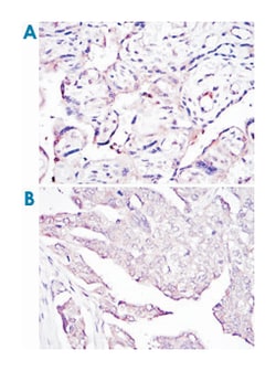 E7, Mouse, Clone: 6F3, Abnova 100&mu;L; Unlabeled:Antibodies, Monoclonal