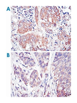 MAPK3, Mouse, Clone: 1E5, Abnova 100&mu;L; Unlabeled:Antibodies, Monoclonal