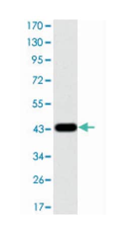 MAPK3, Mouse, Clone: 1E5, Abnova 100&mu;L; Unlabeled:Antibodies, Monoclonal